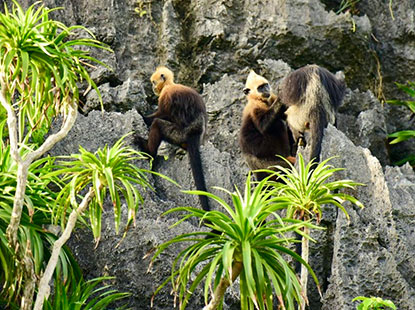 Cat Ba National Park Sees New Opportunities